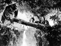King Kong 28  film star poster A4 Photo Print