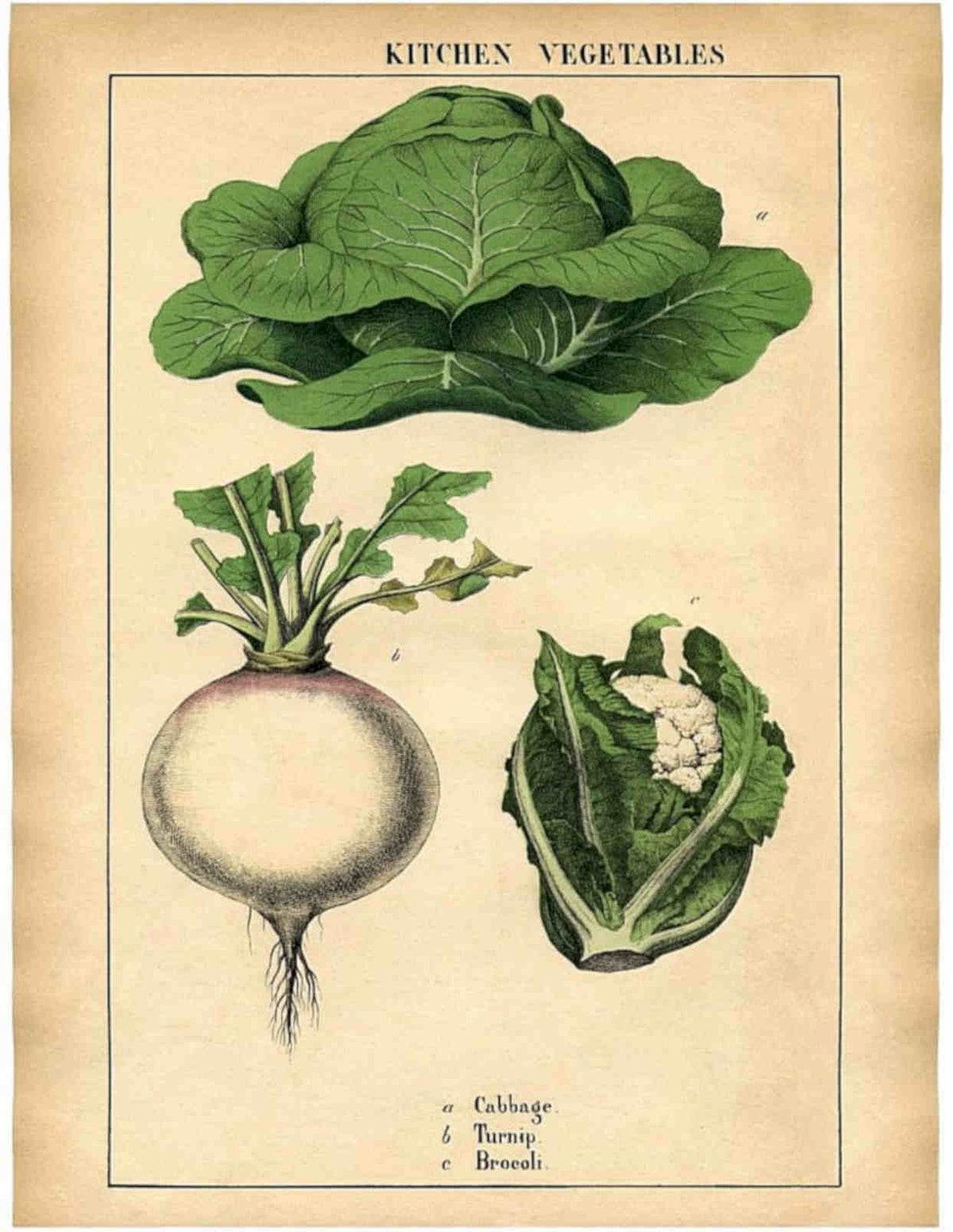 Kitchen Vegetables Cabbage Vintage Retro Advert Poster A4 Photo Print