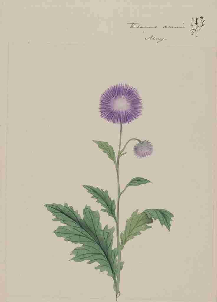 Kitsune azami Japanese thistle c1870 A4 Photo Print