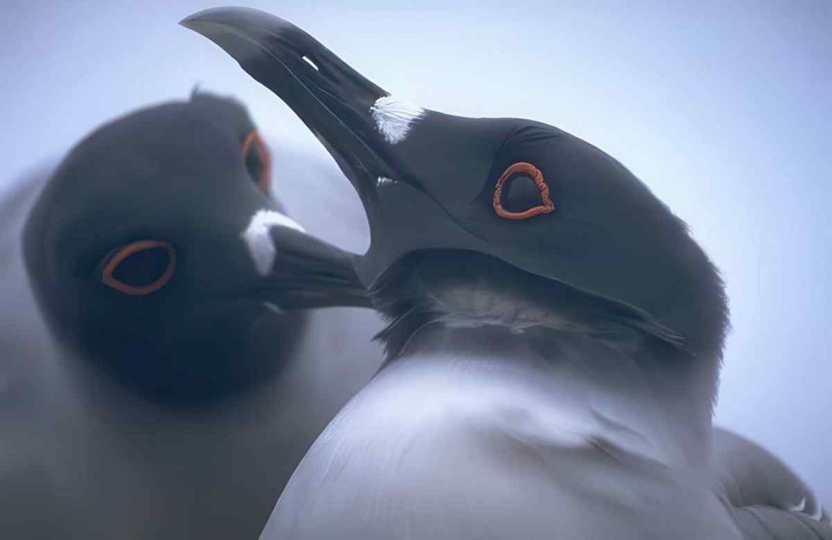 Kittiwakes Portrait Detail A4 Photo Print