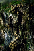 Kiwi Mushrooms Forest A4 Photo Print