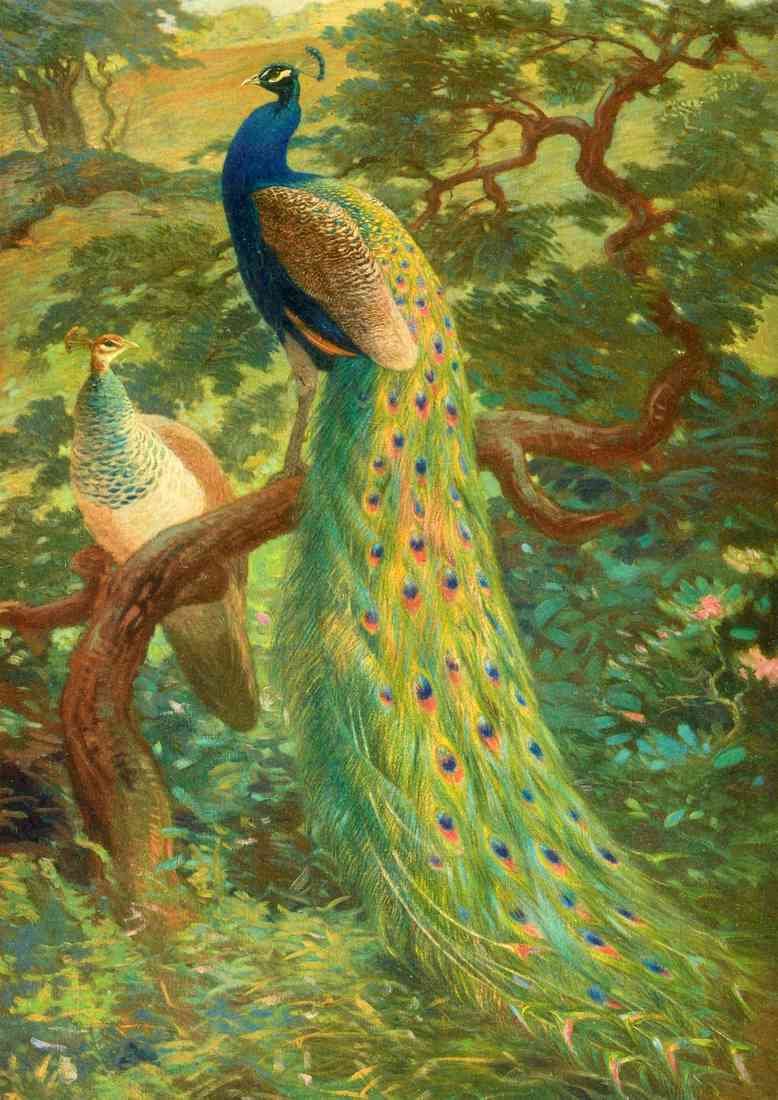 Knight 1874 1953 Monograph Pheasants 1918 Indian Peafowl A4 Photo Print