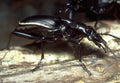 Knight Beetle Wood A4 Photo Print