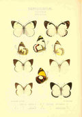 Knight Horace Exotica 1887 Delias 2 A4 Photo Print
