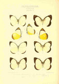 Knight Horace Exotica 1887 Delias 3 A4 Photo Print