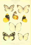 Knight Horace Exotica 1887 Delias 4 A4 Photo Print