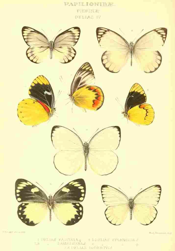 Knight Horace Exotica 1887 Delias 4 A4 Photo Print