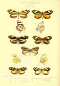 Knight Horace Exotica 1887 Dismorphia 1 A4 Photo Print
