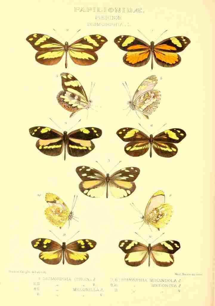Knight Horace Exotica 1887 Dismorphia 1 A4 Photo Print