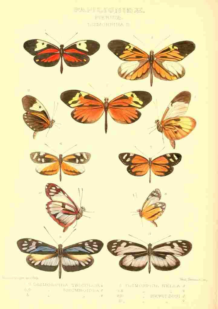 Knight Horace Exotica 1887 Dismorphia 2 A4 Photo Print