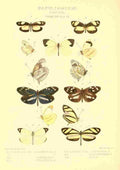 Knight Horace Exotica 1887 Dismorphia 3 A4 Photo Print