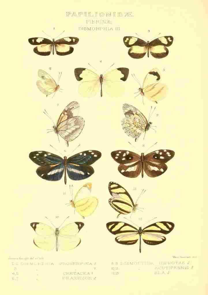 Knight Horace Exotica 1887 Dismorphia 3 A4 Photo Print