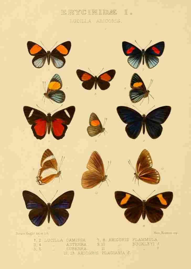 Knight Horace Exotica 1887 Erycinidae 1 A4 Photo Print