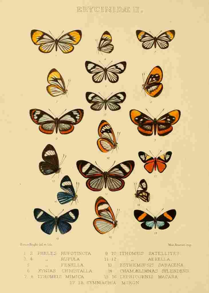 Knight Horace Exotica 1887 Erycinidae 2 A4 Photo Print