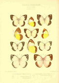 Knight Horace Exotica 1887 Huphina 1 A4 Photo Print