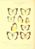 Knight Horace Exotica 1887 Huphina 2 A4 Photo Print