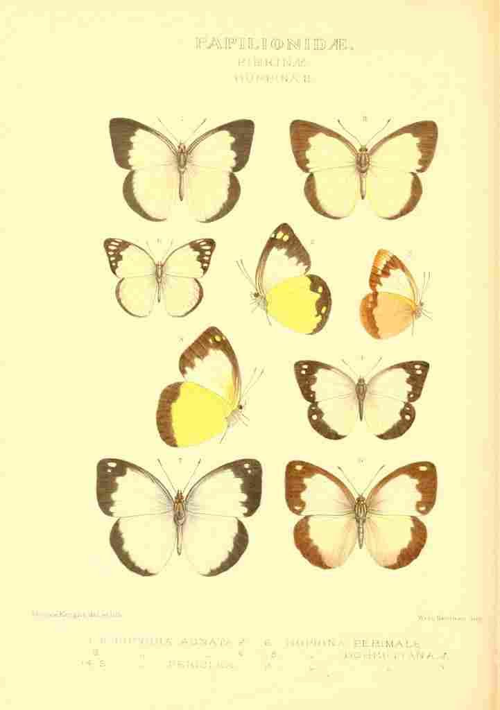 Knight Horace Exotica 1887 Huphina 2 A4 Photo Print
