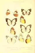 Knight Horace Exotica 1887 Huphina 3 A4 Photo Print