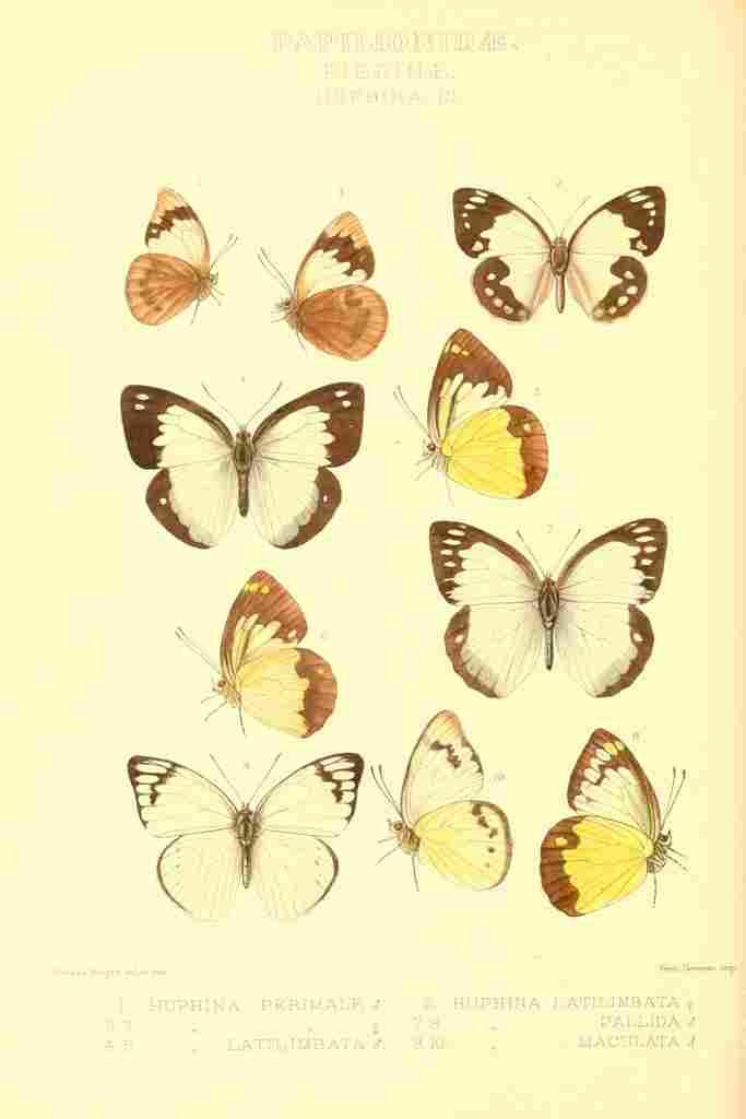 Knight Horace Exotica 1887 Huphina 3 A4 Photo Print
