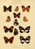 Knight Horace Exotica 1887 Lemoniidae 1 A4 Photo Print
