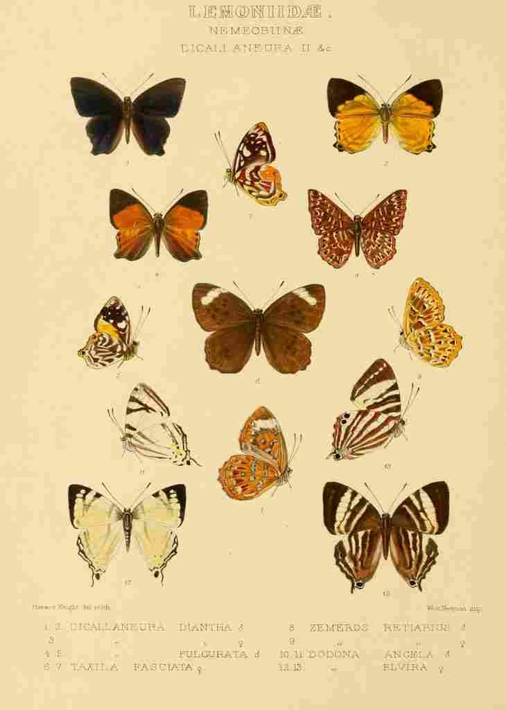 Knight Horace Exotica 1887 Lemoniidae 2 A4 Photo Print