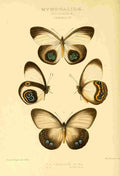 Knight Horace Exotica 1887 Morphinae A4 Photo Print