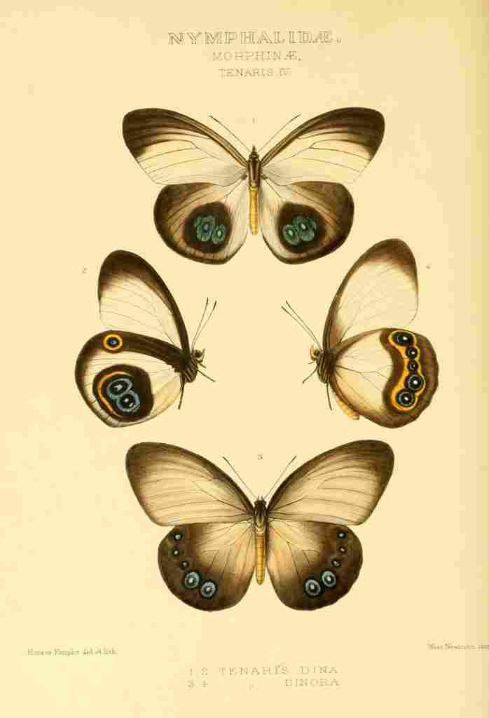 Knight Horace Exotica 1887 Morphinae A4 Photo Print