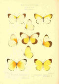 Knight Horace Exotica 1887 Mylothris 1 A4 Photo Print
