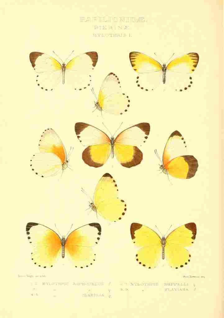 Knight Horace Exotica 1887 Mylothris 1 A4 Photo Print