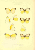 Knight Horace Exotica 1887 Mylothris 2 A4 Photo Print