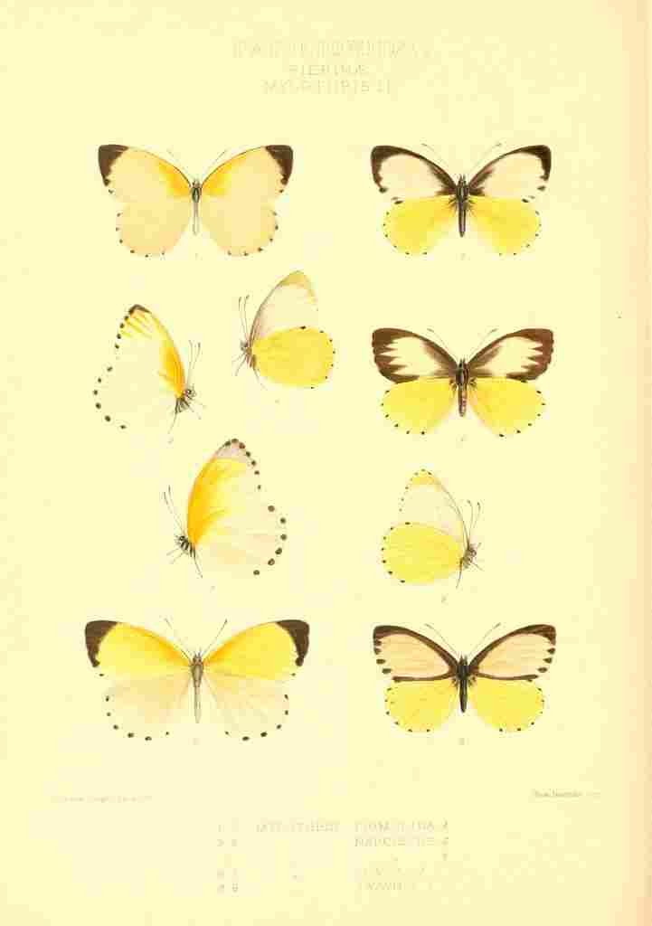 Knight Horace Exotica 1887 Mylothris 2 A4 Photo Print
