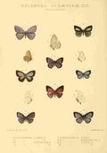 Knight Horace Exotica 1887 Oriental Lycaenidae 10 A4 Photo Print