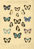 Knight Horace Exotica 1887 Oriental Lycaenidae 12 A4 Photo Print