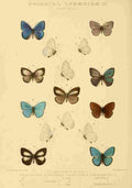 Knight Horace Exotica 1887 Oriental Lycaenidae 14 A4 Photo Print