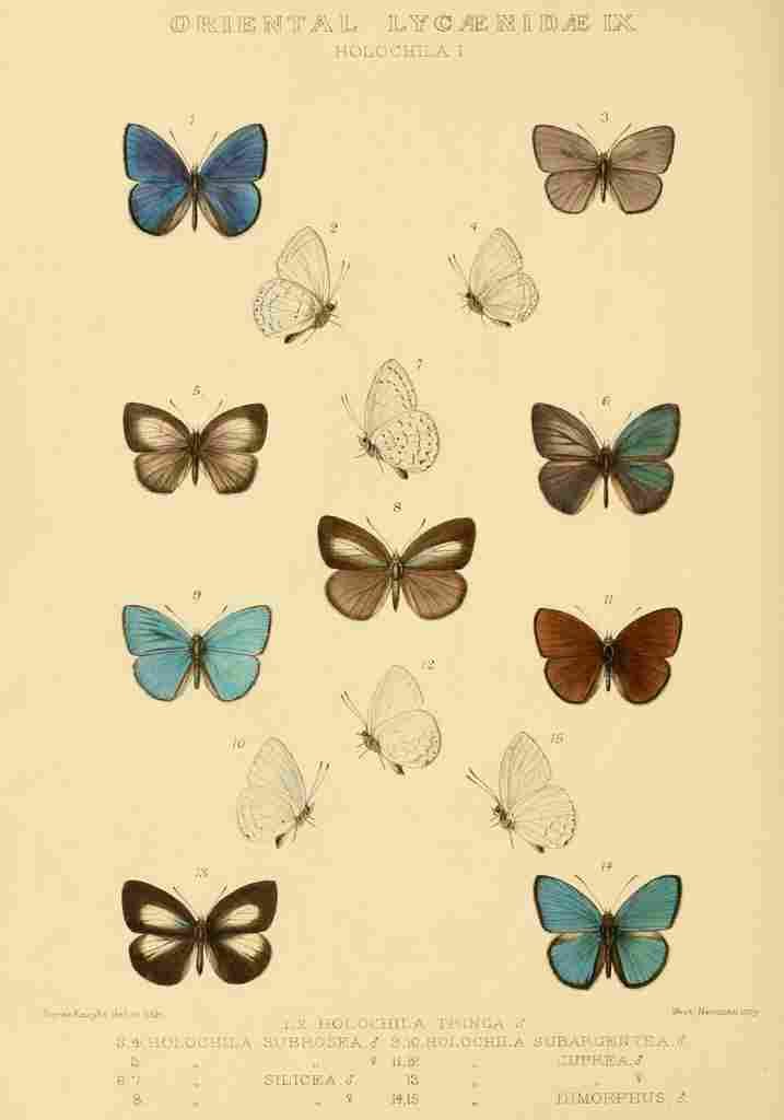 Knight Horace Exotica 1887 Oriental Lycaenidae 14 A4 Photo Print