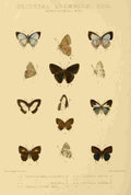 Knight Horace Exotica 1887 Oriental Lycaenidae 2 A4 Photo Print