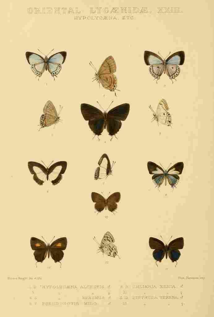 Knight Horace Exotica 1887 Oriental Lycaenidae 2 A4 Photo Print