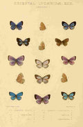 Knight Horace Exotica 1887 Oriental Lycaenidae 3 A4 Photo Print