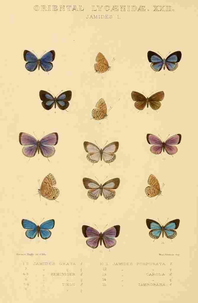 Knight Horace Exotica 1887 Oriental Lycaenidae 3 A4 Photo Print