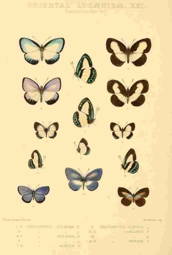 Knight Horace Exotica 1887 Oriental Lycaenidae 4 A4 Photo Print
