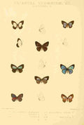 Knight Horace Exotica 1887 Oriental Lycaenidae 5 A4 Photo Print