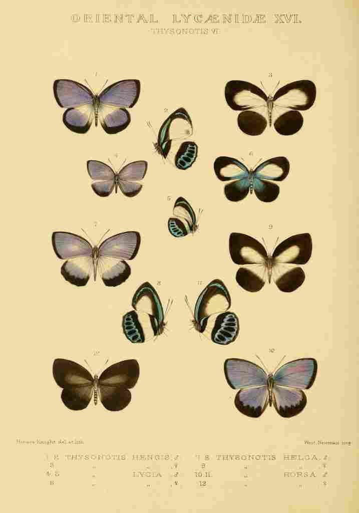 Knight Horace Exotica 1887 Oriental Lycaenidae 6 A4 Photo Print