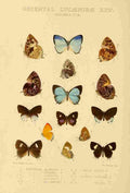 Knight Horace Exotica 1887 Oriental Lycaenidae 7 A4 Photo Print