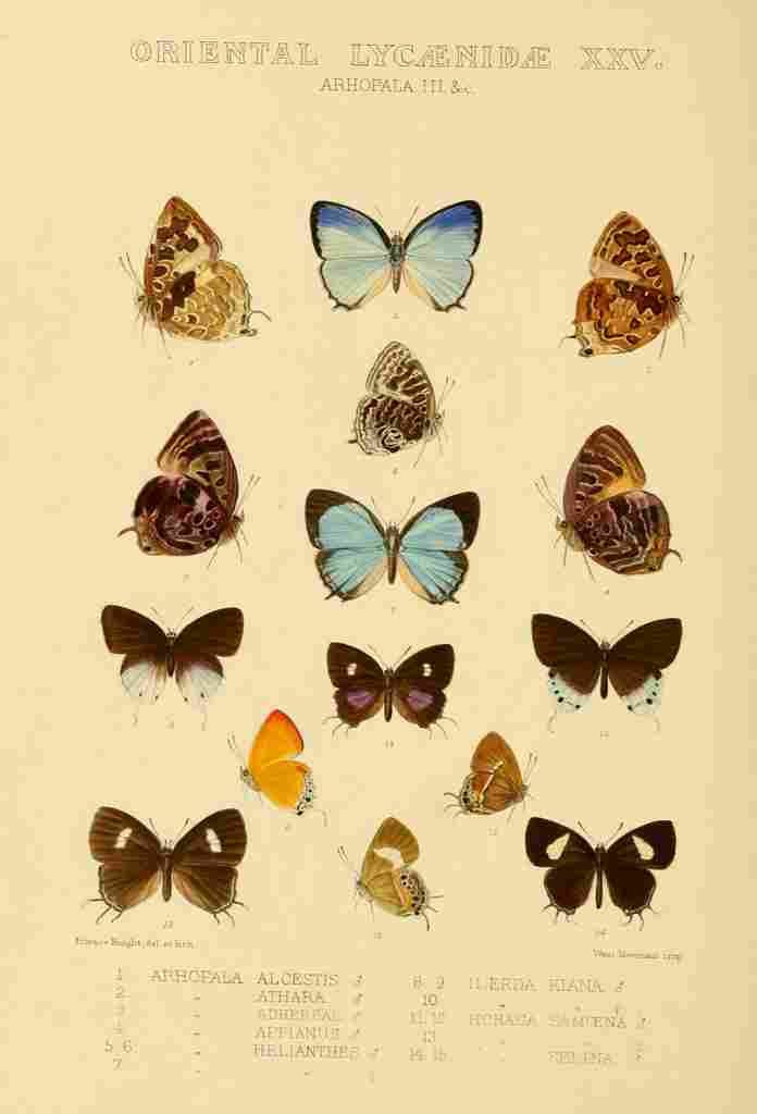 Knight Horace Exotica 1887 Oriental Lycaenidae 7 A4 Photo Print