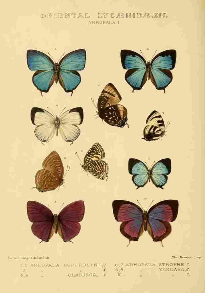 Knight Horace Exotica 1887 Oriental Lycaenidae 9 A4 Photo Print
