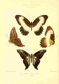 Knight Horace Exotica 1887 Papilio Andoclides A4 Photo Print
