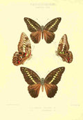 Knight Horace Exotica 1887 Papilio Browni A4 Photo Print