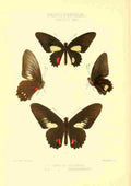 Knight Horace Exotica 1887 Papilio Cutorina A4 Photo Print