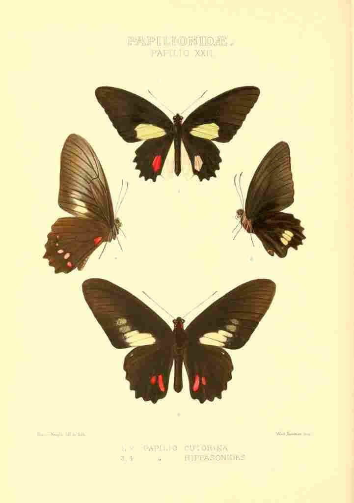 Knight Horace Exotica 1887 Papilio Cutorina A4 Photo Print