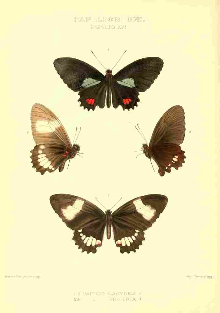 Knight Horace Exotica 1887 Papilio Lacydes A4 Photo Print
